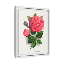 Pink rose, Anna De Diesbach lithograph. Digitally enhanced from our own original 1900 edition plates of Botanical Specimen published by Rochester Lithographing
