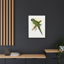 llliger's Macaw (Primolius maracana) colored wood-engraved plate by Alexander Francis Lydon