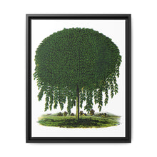 Kilmarnock Weeping Willow tree lithograph. Digitally enhanced from our own original 1900 edition plates of Botanical Specimen published by Rochester Lithographing - NOMADEN ART GALLERY