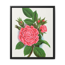 Pink rose, Salet Moss lithograph. Digitally enhanced from our own original 1900 edition plates of Botanical Specimen published by Rochester Lithographing - NOMADEN ART GALLERY