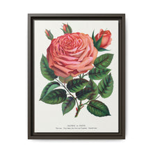 Pink rose, Glorie de Dijon lithograph. Digitally enhanced from our own original 1900 edition plates of Botanical Specimen published by Rochester Lithographing - NOMADEN ART GALLERY