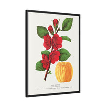 Japan Quince tree lithograph. Digitally enhanced from our own original 1900 edition plates of Botanical Specimen published by Rochester Lithographing