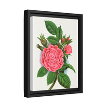 Pink rose, Salet Moss lithograph. Digitally enhanced from our own original 1900 edition plates of Botanical Specimen published by Rochester Lithographing - NOMADEN ART GALLERY