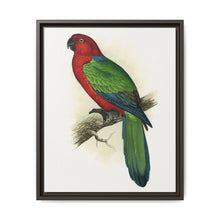 Red Shining Parrakeet (Prosopeia tabuensis) colored wood-engraved plate by Alexander Francis Lydon - NOMADEN ART GALLERY