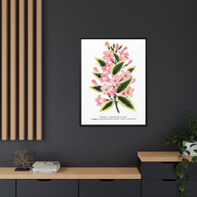 Pink flowers, Weigela lithograph (1900)