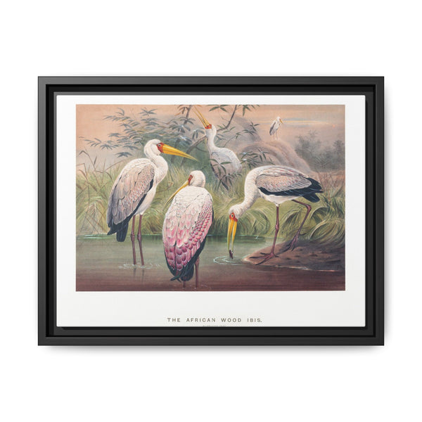 The African Wood Ibis from Zoological sketches (1861-1867) by Joseph Wolf and Philip Lutley Sclater