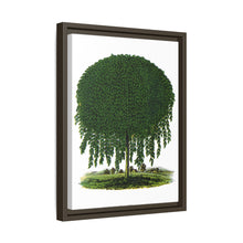 Kilmarnock Weeping Willow tree lithograph. Digitally enhanced from our own original 1900 edition plates of Botanical Specimen published by Rochester Lithographing