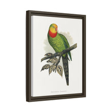 Barraband's Parakeet (Polytelis swainsonii) colored wood-engraved plate by Alexander Francis Lydon