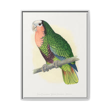 Red-Throated White-Fronted Amazon (Amazona leucocephala) colored wood-engraved plate by Alexander Francis Lydon. - NOMADEN ART GALLERY