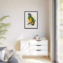 Senegal Parrot (Poicephalus senegalus) colored wood-engraved plate by Alexander Francis Lydon.