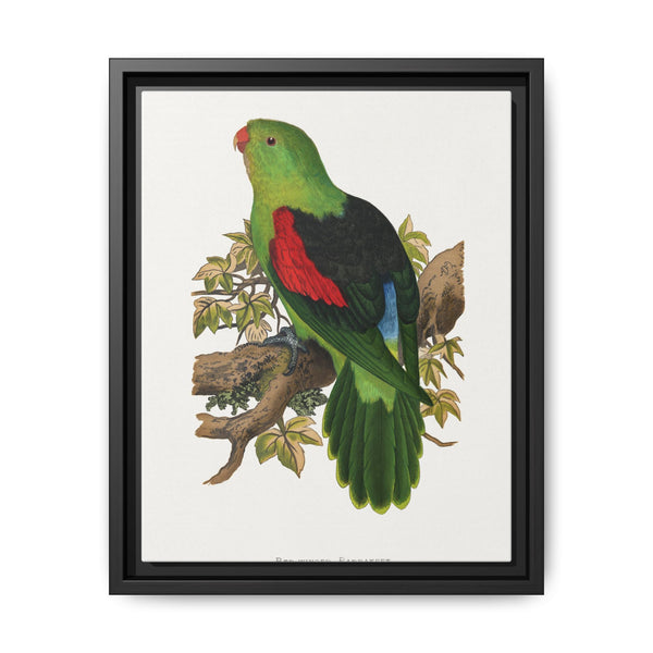 Red-winged parakeet (Aprosmictus erythropterus) colored wood-engraved plate by Alexander Francis Lydon - NOMADEN ART GALLERY