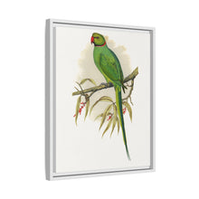 Ring-Necked or Bengal Parakeet (Psittacula columboides) colored wood-engraved plate by Alexander Francis Lydon