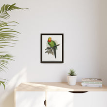 Barraband's Parakeet (Polytelis swainsonii) colored wood-engraved plate by Alexander Francis Lydon