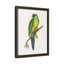 Masked Parrakeet (Prosopeia personata) colored wood-engraved plate by Alexander Francis Lydon
