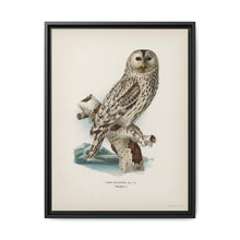 Strix uralensis ♀ illustrated by the von Wright brothers from our own 1929 folio version of Svenska Fåglar Efter Naturen Och Pa Sten Ritade - NOMADEN ART GALLERY