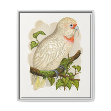 Slender-Billed Cockatoo (Cacatua tenuirostris) colored wood-engraved plate by Alexander Francis Lydon. - NOMADEN ART GALLERY