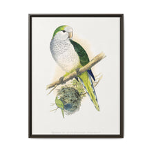 Quaker or Grey-breasted Parrakeet (Myiopsitta monachus) colored wood-engraved plate by Alexander Francis Lydon - NOMADEN ART GALLERY