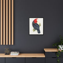Gang-Gang Cockatoo (Callocephalon fimbriatum) colored wood-engraved plate by Alexander Francis Lydon
