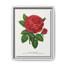 Red rose, General Jacquemont flower lithograph. Digitally enhanced from our own original 1900 edition plates of Botanical Specimen published by Rochester Lithographing - NOMADEN ART GALLERY
