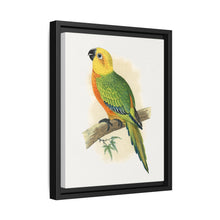 Jendaya Conure (Aratinga jandaya) colored wood-engraved plate by Alexander Francis Lydon. - NOMADEN ART GALLERY