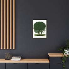 Kilmarnock Weeping Willow tree lithograph. Digitally enhanced from our own original 1900 edition plates of Botanical Specimen published by Rochester Lithographing