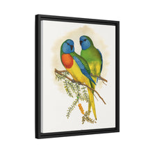 Prachtsittich (Neophema splendida) farbige Holzstichplatte von Alexander Francis Lydon