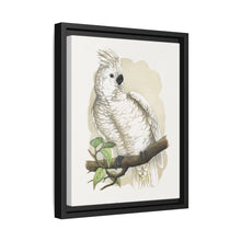 Great White-Crested Cockatoo (Cacatua alba) colored wood-engraved plate by Alexander Francis Lydon - NOMADEN ART GALLERY