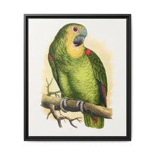 Blue-Fronted Amazon (Amazona aestiva) colored wood-engraved plate by Alexander Francis Lydon - NOMADEN ART GALLERY