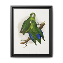 Passerine or Blue-winged Parrakeet (Psittacula columboides) colored wood-engraved plate by Alexander Francis Lydon - NOMADEN ART GALLERY