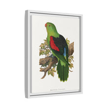 Red-winged parakeet (Aprosmictus erythropterus) colored wood-engraved plate by Alexander Francis Lydon