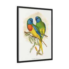 Prachtsittich (Neophema splendida) farbige Holzstichplatte von Alexander Francis Lydon