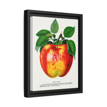 Wolf River apple lithograph. Digitally enhanced from our own original 1900 edition plates of Botanical Specimen published by Rochester Lithographing - NOMADEN ART GALLERY
