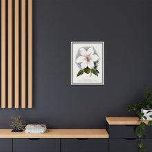 Clematis flower lithograph. Digitally enhanced from our own original 1900 edition plates of Botanical Specimen published by Rochester Lithographing