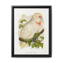 Slender-Billed Cockatoo (Cacatua tenuirostris) colored wood-engraved plate by Alexander Francis Lydon. - NOMADEN ART GALLERY