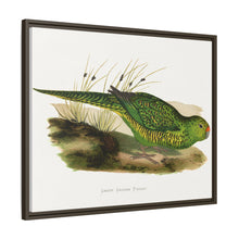 Green Ground Parrot (Pezoporus wallicus) colored wood-engraved plate by Alexander Francis Lydon