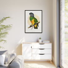 Senegal Parrot (Poicephalus senegalus) colored wood-engraved plate by Alexander Francis Lydon.