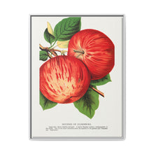Duchess of Oldenburg apples lithograph from Botanical Specimen published by Rochester Lithographing - NOMADEN ART GALLERY