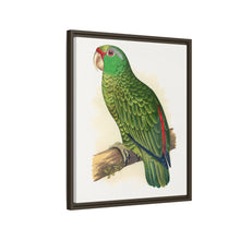Placa xilográfica coloreada de periquito multicolor (Psephotellus varius) de Alexander Francis Lydon