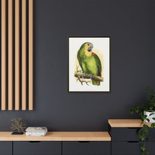 Blue-Fronted Amazon (Amazona aestiva) colored wood-engraved plate by Alexander Francis Lydon