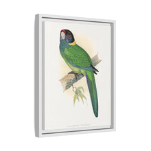 Lydon's Yellow-Naped Parrakeet | Vintage Bird Wall Art Print