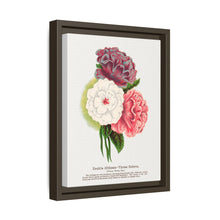 Double Althea in 3 colors lithograph. Digitally enhanced from our own original 1900 edition plates of Botanical Specimen published by Rochester Lithographing