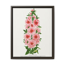 Prunus Triloba flower lithograph. Digitally enhanced from our own original 1900 edition plates of Botanical Specimen published by Rochester Lithographing - NOMADEN ART GALLERY