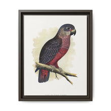 Dusky or Violet Parrot (Pionus fuscus) colored wood-engraved plate by Alexander Francis Lydon. - NOMADEN ART GALLERY