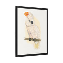 Great Salmon-Crested Cockatoo (CACATUA MOLUCCENSIS) colored wood-engraved plate by Alexander Francis Lydon.