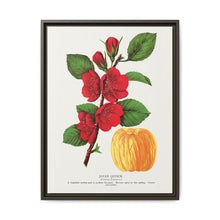 Japan Quince tree lithograph. Digitally enhanced from our own original 1900 edition plates of Botanical Specimen published by Rochester Lithographing - NOMADEN ART GALLERY