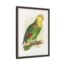Double-Fronted or Le Vaillant's Amazon (Amazona oratrix) colored wood-engraved plate by Alexander Francis Lydon.