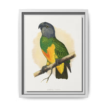 Senegal Parrot (Poicephalus senegalus) colored wood-engraved plate by Alexander Francis Lydon. - NOMADEN ART GALLERY