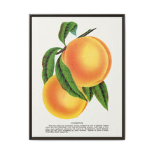 Champion plum lithograph from Botanical Specimen published by Rochester Lithographing - NOMADEN ART GALLERY