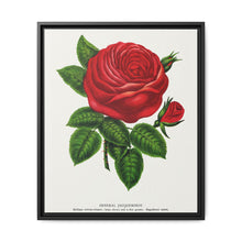 Red rose, General Jacquemont flower lithograph. Digitally enhanced from our own original 1900 edition plates of Botanical Specimen published by Rochester Lithographing - NOMADEN ART GALLERY