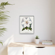 Clematis flower lithograph. Digitally enhanced from our own original 1900 edition plates of Botanical Specimen published by Rochester Lithographing